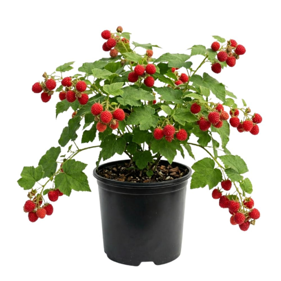 Thimbleberry Live Plant, Thimbleberry Raspberry Plant, 5 Inches Pot, 4-6 Inches Tall, Edible Berry Plants for Backyard Gardens and Edible Landscapes