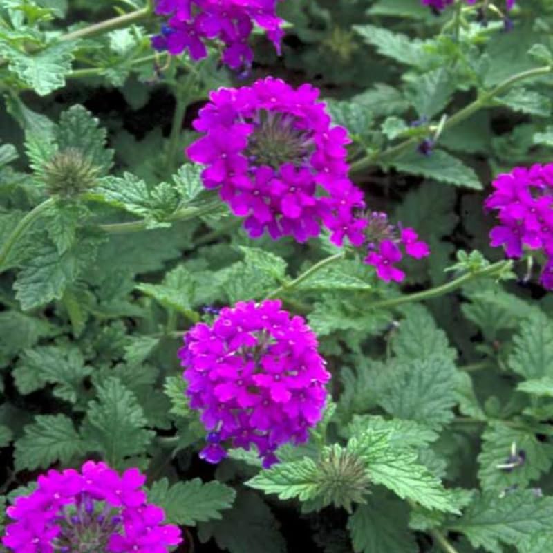 2 Perennial Purple Verbena Plants Live for Trailing Bushes Shrubs, Well Rooted in Pot, 5-9 Inches Tall
