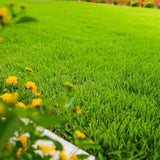 20000 Zoysia Emerald Grass Seeds, Emerald Zoysia Grass for Garden, Zoysia Grass Seeds Perennial Tropical for Growing