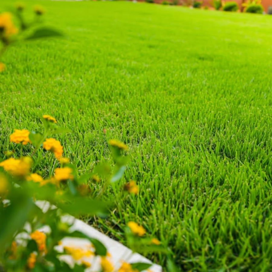 20000 Zoysia Emerald Grass Seeds, Emerald Zoysia Grass for Garden, Zoysia Grass Seeds Perennial Tropical for Growing