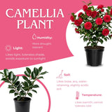 Camellia Plant Live for Outdoor Planting, Camellias Starter in 4'' Pot, Vibrant Ornamental Blooms, 8-12'' Tall (Red Camellia)