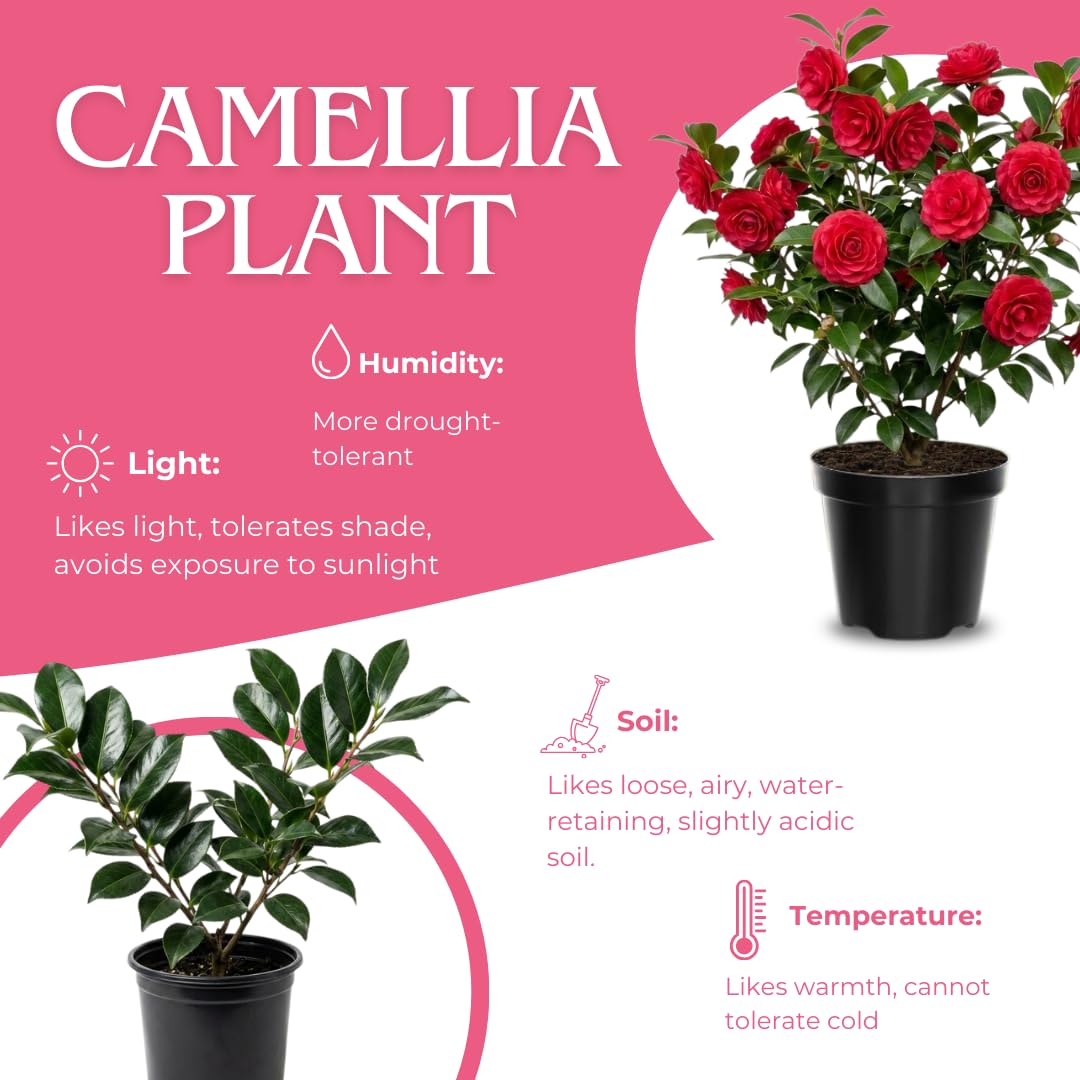 Camellia Plant Live for Outdoor Planting, Camellias Starter in 4'' Pot, Vibrant Ornamental Blooms, 8-12'' Tall (Red Camellia)