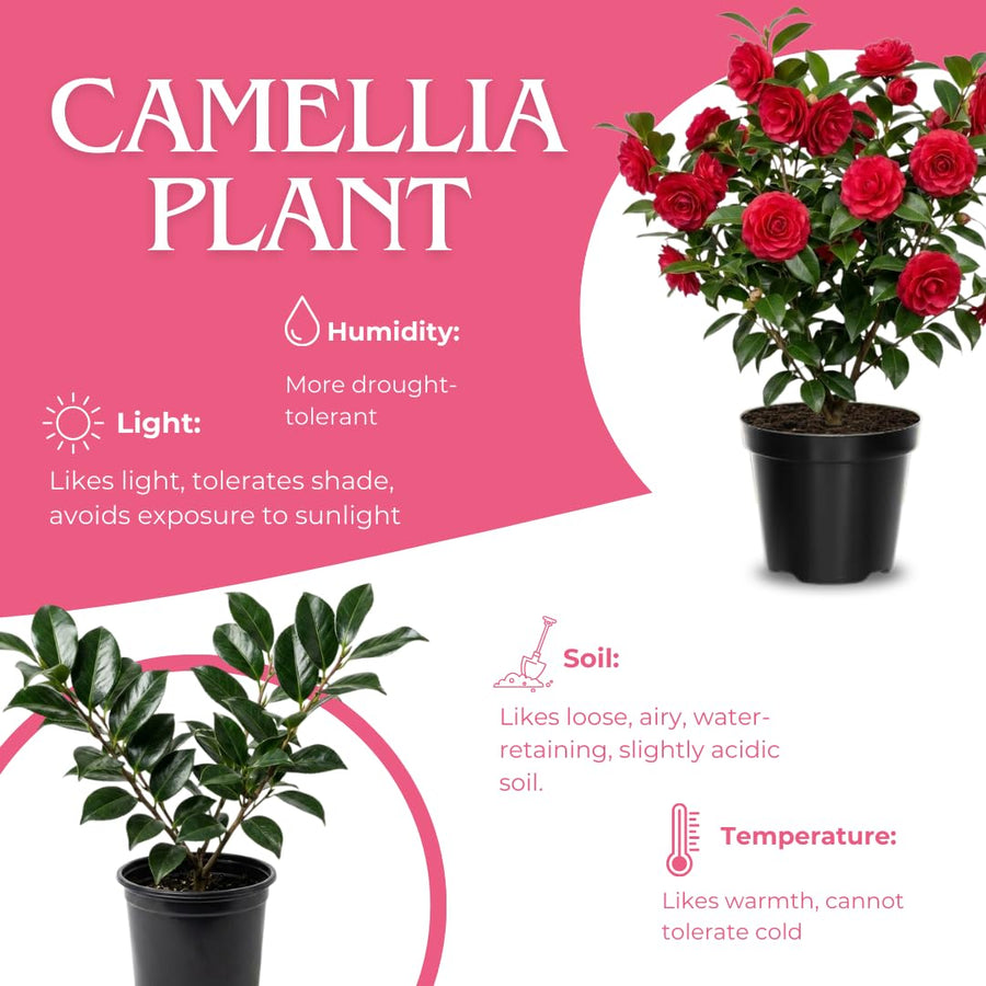 Camellia Plant Live for Outdoor Planting, Camellias Starter in 4'' Pot, Vibrant Ornamental Blooms, 8-12'' Tall (Red Camellia)