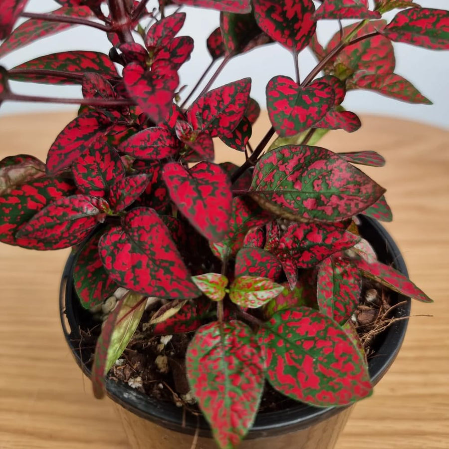 3 Polka Dot Plants, Red Hypoestes Polka Dot Plant Live, Indoor Houseplant 3-5 Inches