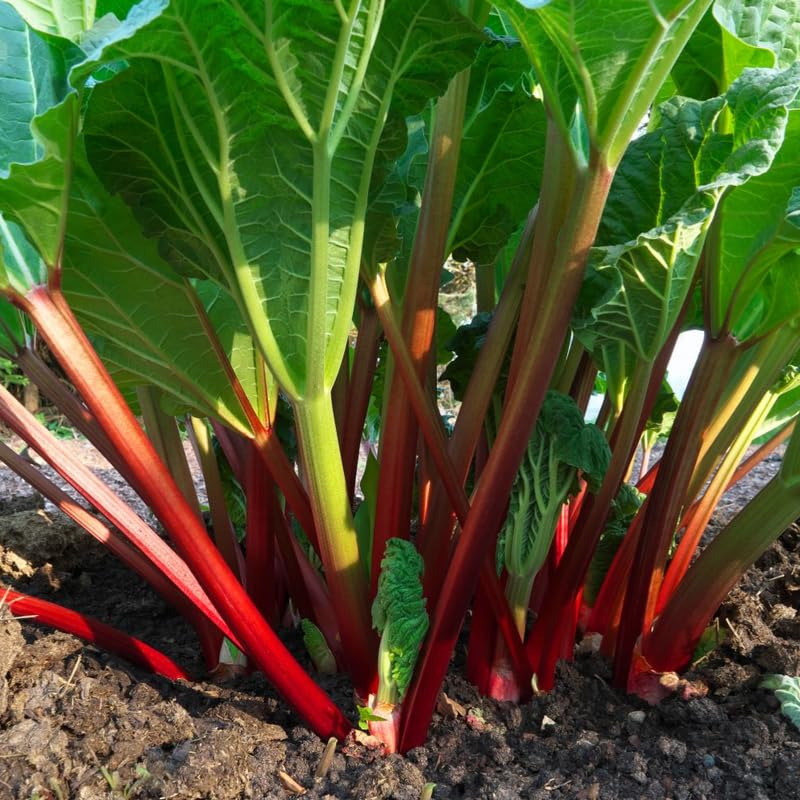 5 Rhubarb Plant Bare Roots for Planting, Large Size Perennial Rhubarb Crown Vegetables Well Rooted, Crisp Red Stalks, High Yielding