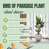 Bird of Paradise Plant - Live Tropical Ornamental Houseplant, Indoor and Outdoor Planting, Zones 9-11 (Yellow)