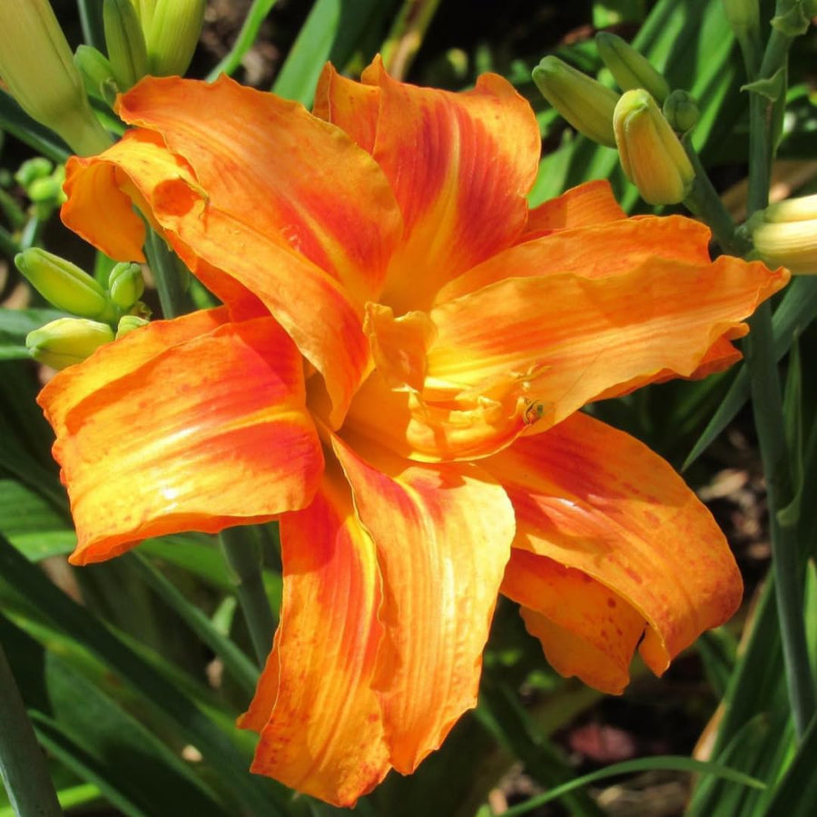 10 Double Orange Daylily Roots, Hardy Perennial Flower for Garden Beds and Borders Planting, Easy Care, Ready to Grow