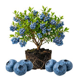 Blueberry Plant Live for Planting, Highbush Blueberry Plant, Well Rooted, 6-8 Inc Tall, Berry Shrub for Edible Gardens or Landscapes