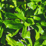 2 Live Culantro Herb Plants, Culantro Plants Live, 4" Tall in 4" Pots, Fresh Long-Leaf Culinary Herb