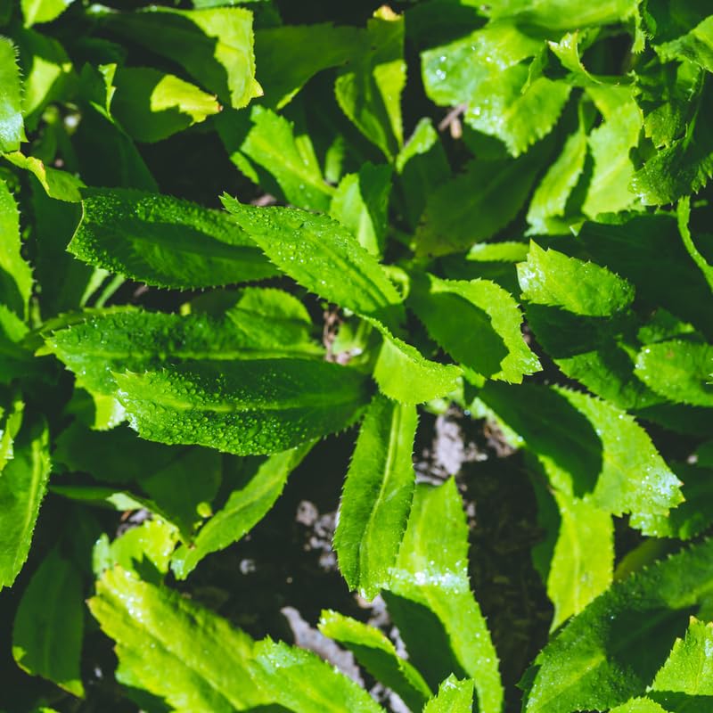 2 Live Culantro Herb Plants, Culantro Plants Live, 4" Tall in 4" Pots, Fresh Long-Leaf Culinary Herb