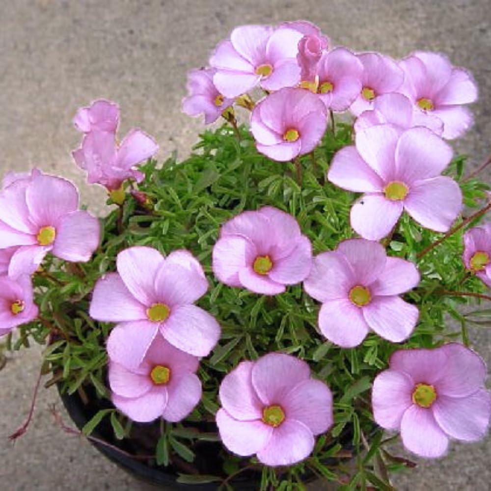 Oxalis Plant Live, Shamrock Spring Flower, 4 Inc Pot, Ornamental Oxalis Plant Live for Indoor Outdoor Garden, 4-8'' Tall (Light Purple)