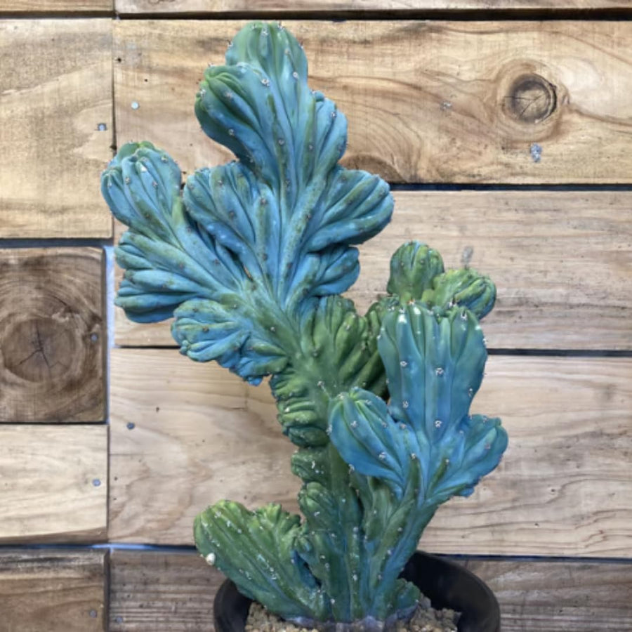 Live Blue Candle Curly Cactus Plant, Rare Succulent for Indoor or Outdoor Growing (4 Inch Pot)