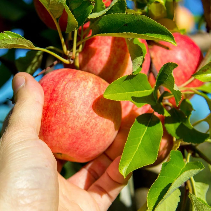 Gala Apple Tree Live Plant, Sweet Apple Plant Live for Planting, Bareroot, Apple Fruit Tree, 2-3 Feet Tall, Dormant in Winter