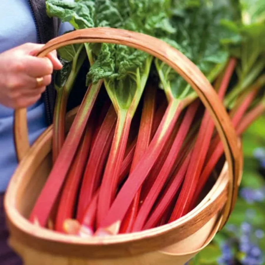 5 Red Rhubarb Plants Roots, Large Rhubarb Crowns Bare Root, Hardy Perennial Vegetable Roots, Easy to Plant, High Yields