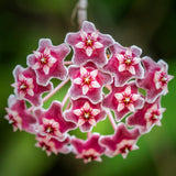 Hoya Pubicalyx Live Plant, Hoya Plants, Plant Tropical Vine 4-6 Inch for Houseplant