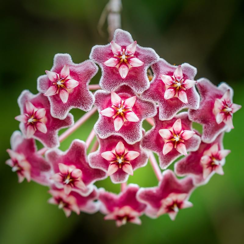 Hoya Pubicalyx Live Plant, Hoya Plants, Plant Tropical Vine 4-6 Inch for Houseplant
