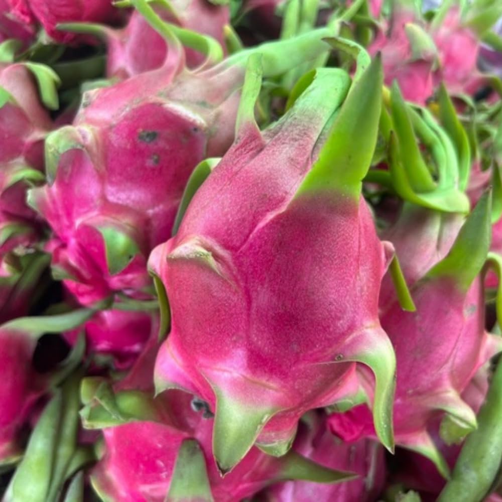 Red Dragon Fruit Plant Live Pot 4 Inc, Dragon Fruit Tree