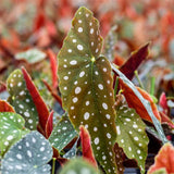 Combo 4 Begonias Houseplant Live Indoor, Angel Wing Begonia Maculata Live Plant, Polka Dot Begonias Live Plants Outdoor, 4 to 8 Inc Tall