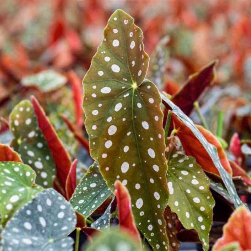 Combo 4 Begonias Houseplant Live Indoor, Angel Wing Begonia Maculata Live Plant, Polka Dot Begonias Live Plants Outdoor, 4 to 8 Inc Tall