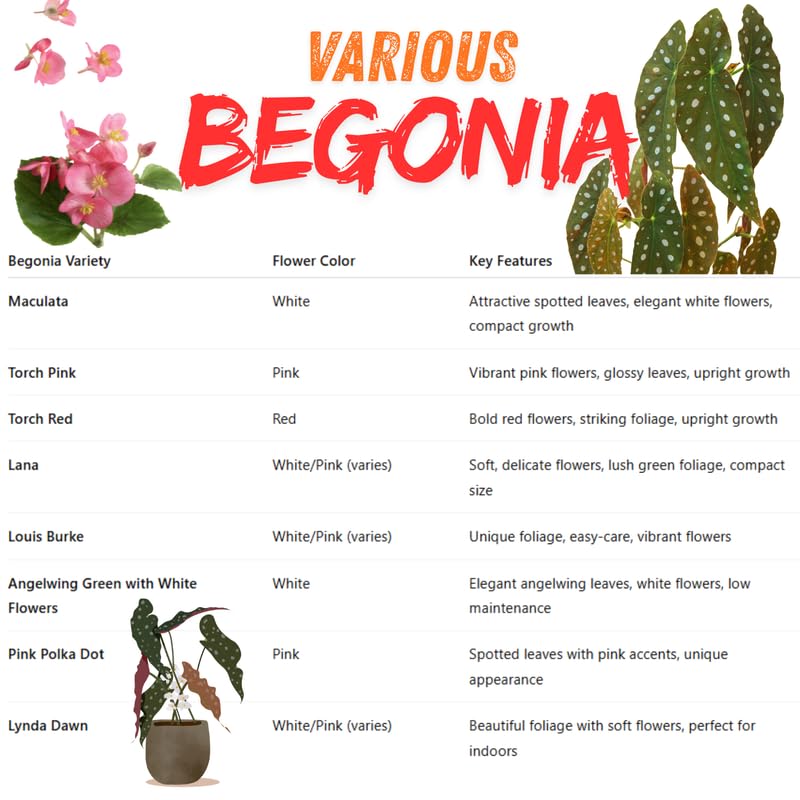 Angel Wing Begonia Live Plant, Polka Dot Begonia Maculata Plants, 4-7" Starter Indoor Outdoor Houseplant Décor, Air-Purifying and Easy Care, Spotted Begonia with White Flowers