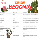 Angel Wing Begonia Live Plant, Polka Dot Begonia Maculata Plants, 4-7" Starter Indoor Outdoor Houseplant Décor, Air-Purifying and Easy Care, Pink Polka Dot