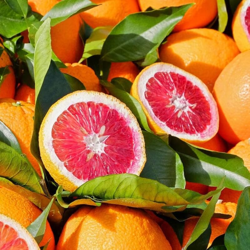 Blood Orange Tree Live Plant, 3 Feet Tall Grafted Citrus Tree, Sweet Red Orange Fruit Tree for Outdoor Planting