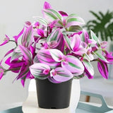 Pink Wandering Jew Live Plant, Tradescantia Nanouk Live Houseplant, Rare Nanouk Pink Wandering Jew Live Plants Indoor (2 Inch Pot)