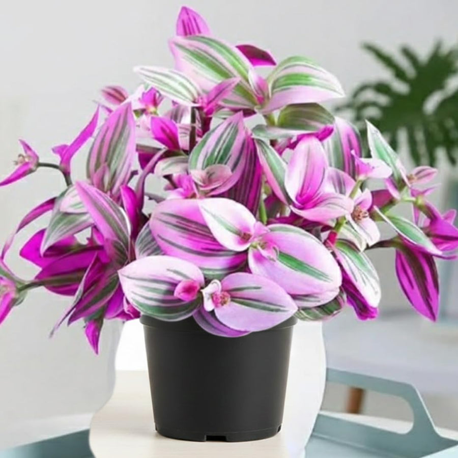Pink Wandering Jew Live Plant, Tradescantia Nanouk Live Houseplant, Rare Nanouk Pink Wandering Jew Live Plants Indoor (2 Inch Pot)