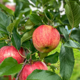 1 Apple Tree Live Plant, Bareroot 2-3 Feet Tall, Honey Crisp Apple Plant Live for Planting, Live Apple Tree Plant, Apple Fruit Tree