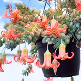 Trailing Cotyledon Pendens Succulent Plant, Live Cliff Cotyledon Plant in 4 Inch Pot, Easy-Care Hanging Houseplant