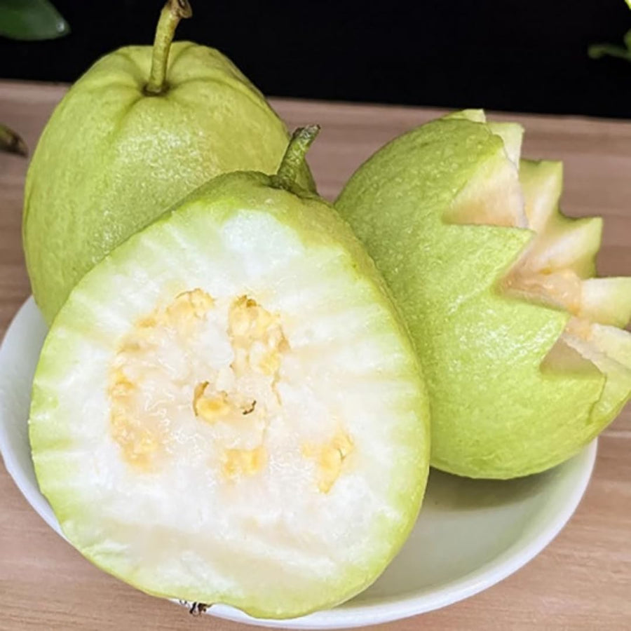 Sweet White Guava Tree Live Plant, 8-10" in Tall Tropical Fruit Tree, Zones 9-11 for Outdoor Indoor Planting