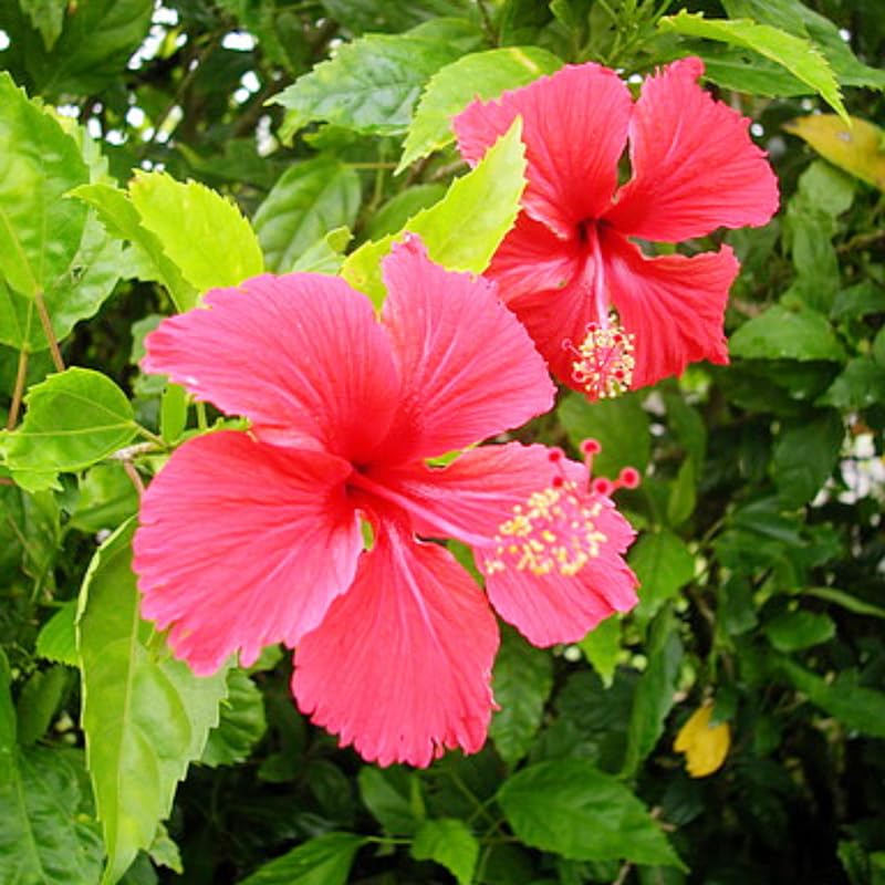 Pink Hibiscus Plant Live, Hardy Hibiscus Flowers Colorful Blooms for Outdoor Landscapes, 8-10 Inch Height, Hibiscus Shrubs, No Pot, Well-Rooted
