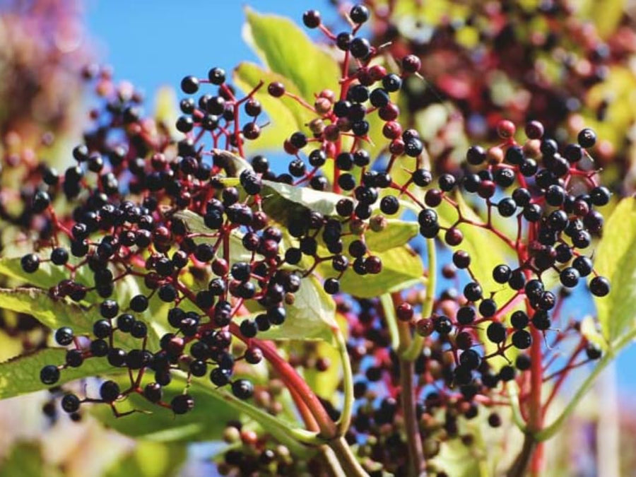 3 American Elderberry Tree Live Plant for Planting 6-12 Inc Tall, Black Elderberry Bush Live Plant, Sambucus Canadensis Elderberry Plant Live Bareroots