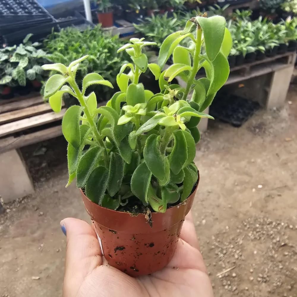 YOKEBOM 1 Aeschynanthus Curly Lipstick Vines 3 Inc Pot, Twisted Lipstick Plants Live for Planting