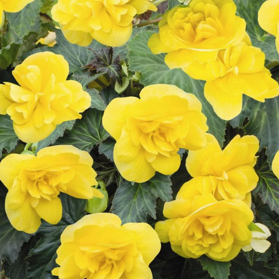 3 Yellow Begonia Live Plants, Begonia Flowering Plants, Flowers Outdoor Garden 4 Inches