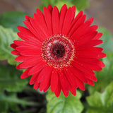 2 Daisy Plants Live, Red Gerbera Daisy Live Plants, 3 to 6 Inc Tall, Daisy Flower Plants Live, Live Daisy Plants, 2 Plants