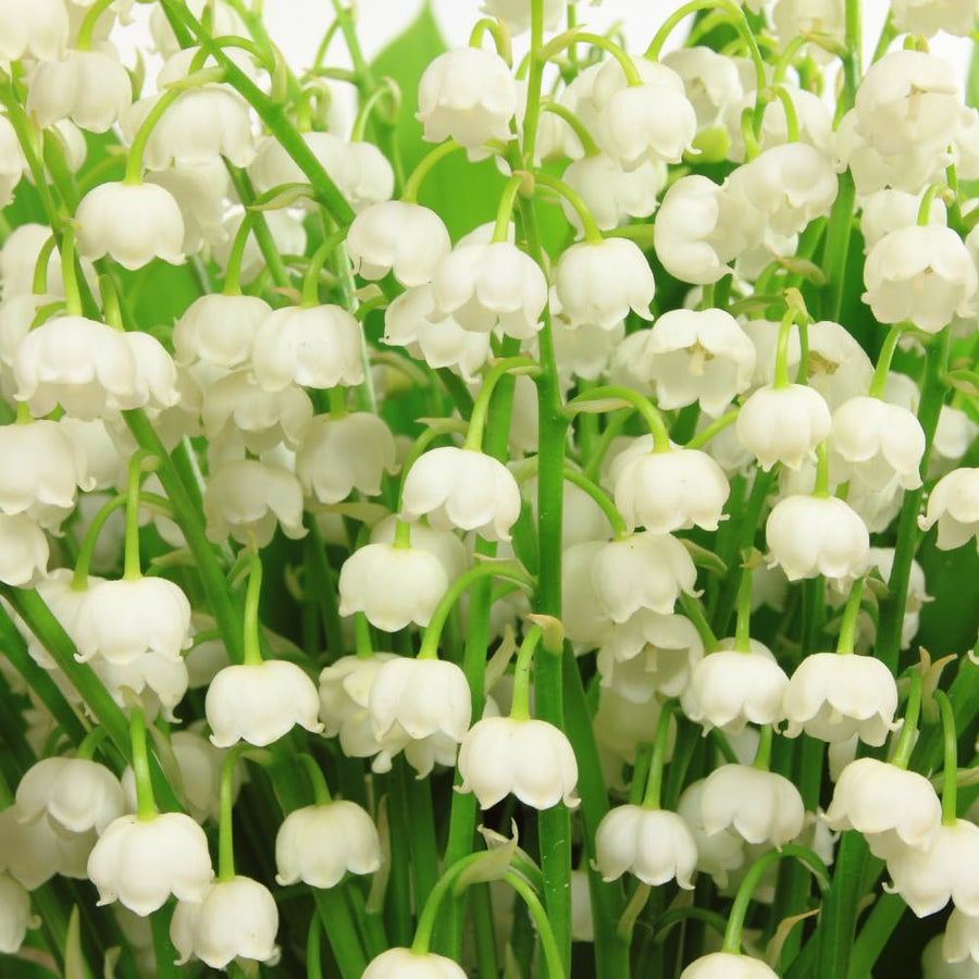 Set 10 Lily of the Valley Roots, Lily of the Valley Bulbs, Sweetly Fragrant White Flowers, Easy Grow for Garden Bed and Borders