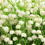 10 Lily of the Valley Bulbs for Planting, Lily of the Valley Roots Gardening