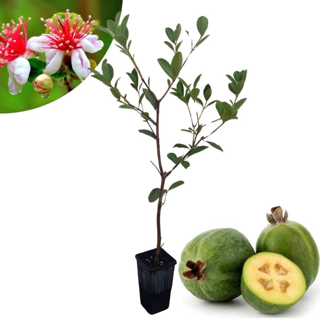 2 Pineapple Guava Trees Live Plants, 5 to 9 Inc Tall, Well Rooted, 1 Year Old Guava Tree, Fragrant Guava for Planting, Cold Hardy
