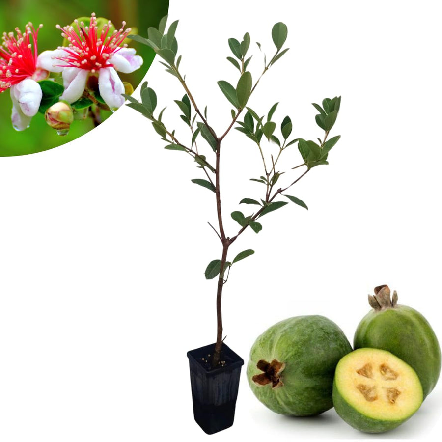 2 Pineapple Guava Trees Live Plants, 5 to 9 Inc Tall, Well Rooted, 1 Year Old Guava Tree, Fragrant Guava for Planting, Cold Hardy