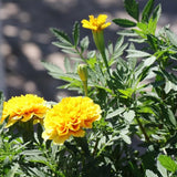 Live Marigold Plants for Outside, Yellow Marigold Live Plants Pot 4'' Perennial Blooming Flower, Zone 2 to 11