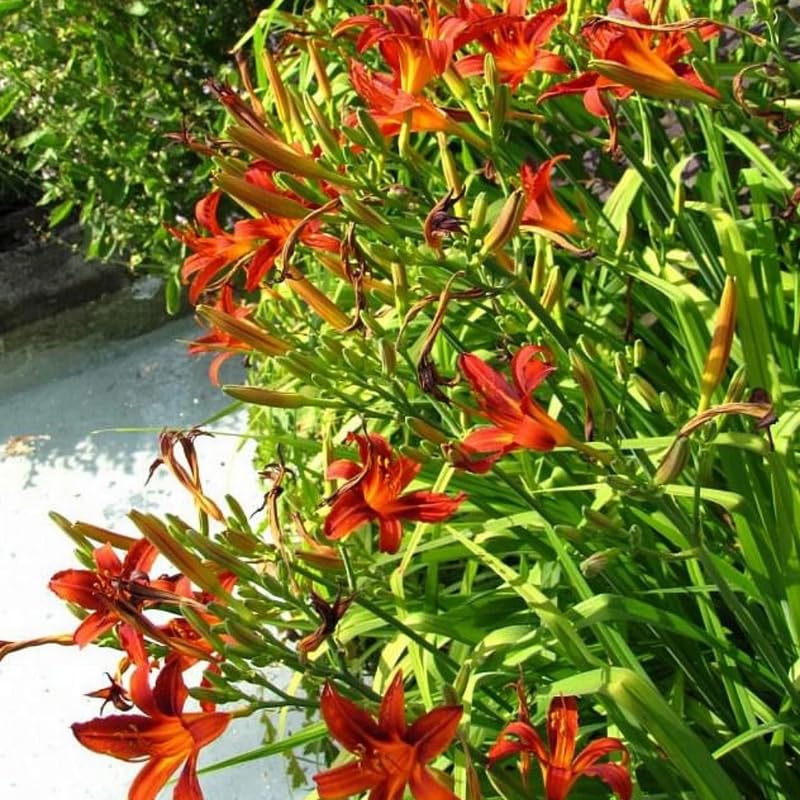 Pack 10 Daylily Bulbs for Planting Spring, Fast Blooming Hardy Perennial Lily Bare Roots for Outdoor Growing (October Day Lily)