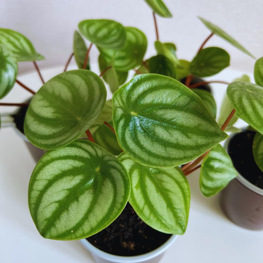 3 Assorted Peperomia Plants Live, Peperomia Houseplant Live Plant Growing Indoor Outdoor, 4 to 6 Inches in Height