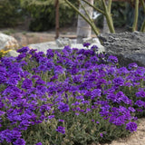 3 Trailing Perennial Purple Verbena Plants, 5-10 Inches Tall Verbena Bushes Shrubs, Well Rooted