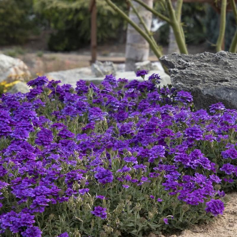 3 Trailing Perennial Purple Verbena Plants, 5-10 Inches Tall Verbena Bushes Shrubs, Well Rooted