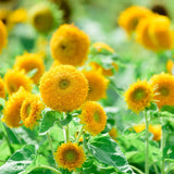 150 Sunflower Seeds for Planting, Double Yellow Sunflower Seed, Flower Plant Garden