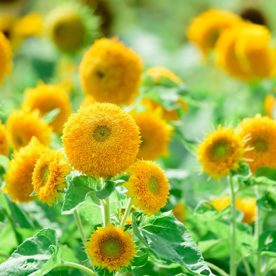 150 Sunflower Seeds for Planting, Double Yellow Sunflower Seed, Flower Plant Garden