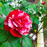 Rose Bush Live Plant - Rose Plant Live Shrub - Bareroot with Soil 5-10 Inch Tall - Fragrant Rose Flowers Heirloom Rose Shrub - No Pot (Stripe Rose)