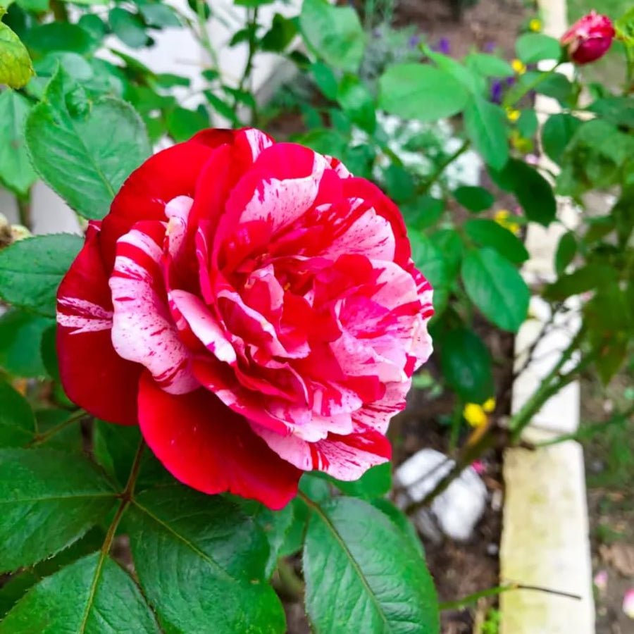 Rose Bush Live Plant - Rose Plant Live Shrub - Bareroot with Soil 5-10 Inch Tall - Fragrant Rose Flowers Heirloom Rose Shrub - No Pot (Stripe Rose)