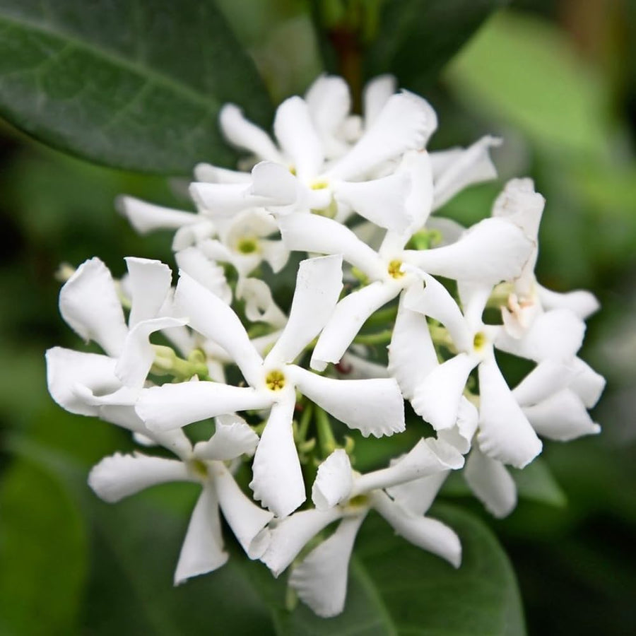 Star Jasmine Plant, Fragrant Jasmine Flower Vine 4-8 Inches Well Rooted for Container, Hanging Basket Growing